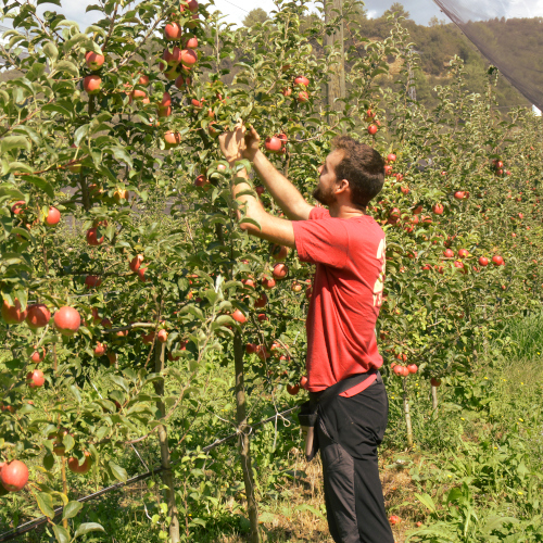Plantación ecológica de manzanas